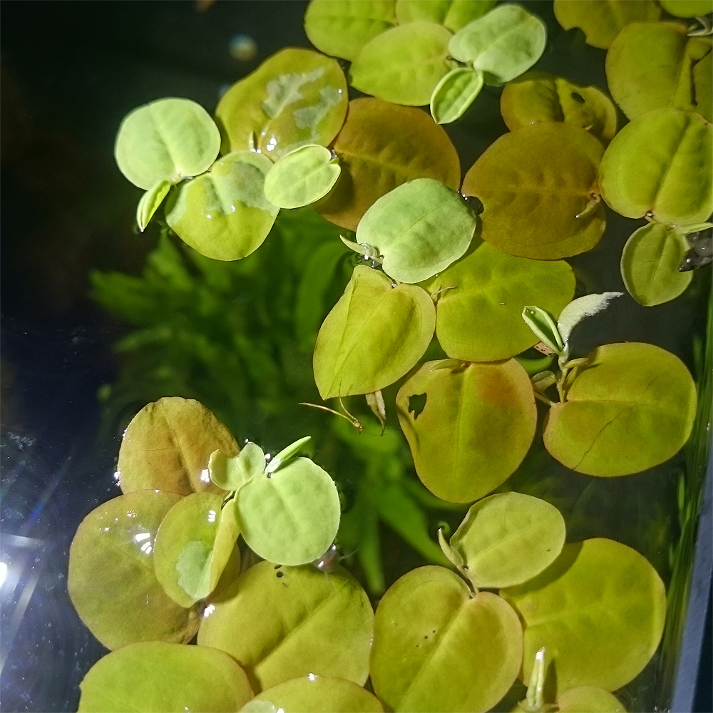 Wasserpflanzen Aquarium Schwimmpflanzen 5 Sorten für Gartenteich Teich Algen 