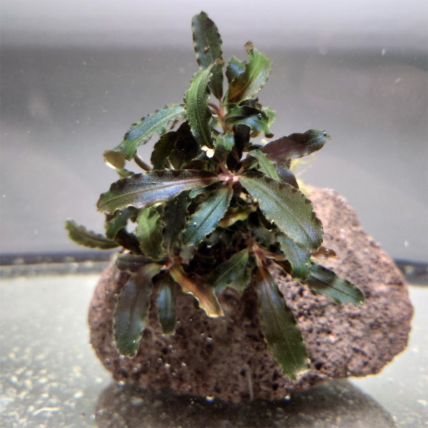 Bucephalandra 'Kedagang' auf echter Lava 01